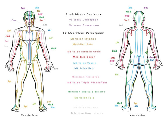 Meridiens muscles emotions 5